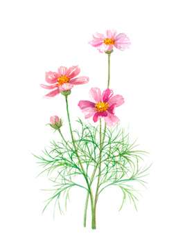コスモス 葉 の画像素材 葉 花 植物の写真素材ならイメージナビ