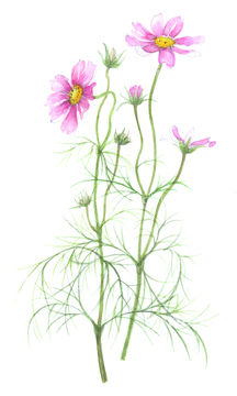 コスモス 葉 の画像素材 花 植物の写真素材ならイメージナビ