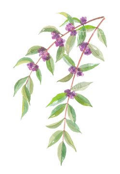 紫式部 秋 の画像素材 葉 花 植物の写真素材ならイメージナビ
