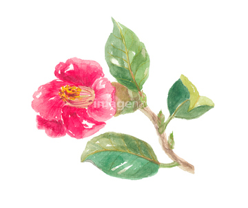 水彩画 花 ツバキ イラスト の画像素材 花 植物 イラスト Cgのイラスト素材ならイメージナビ