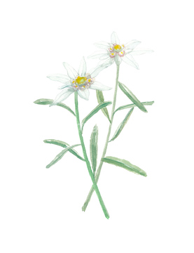 エーデルワイス の画像素材 花 植物の写真素材ならイメージナビ
