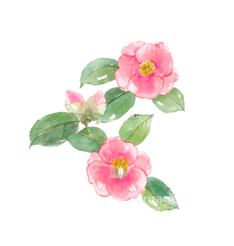水彩画 花 ツバキ イラスト の画像素材 花 植物 イラスト Cgのイラスト素材ならイメージナビ