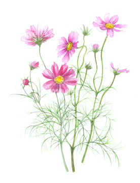 コスモス 葉 ピンク色 の画像素材 花 植物の写真素材ならイメージナビ