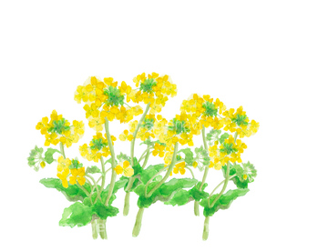 菜の花 イラスト の画像素材 季節 イベント イラスト Cgのイラスト素材ならイメージナビ