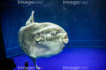 巨大魚 の画像素材 日本 国 地域の写真素材ならイメージナビ