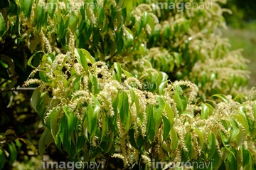 マテバシイの花 の画像素材 葉 花 植物の写真素材ならイメージナビ