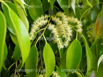 マテバシイの花 の画像素材 葉 花 植物の写真素材ならイメージナビ