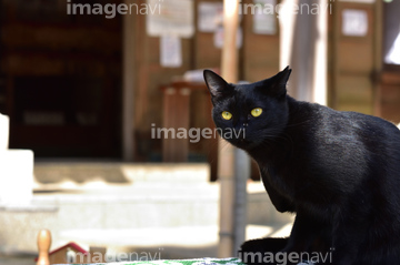 黒猫 の画像素材 陸の動物 生き物の写真素材ならイメージナビ