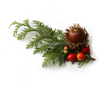 樹木 俯瞰 針葉樹 広葉樹 の画像素材 その他植物 花 植物の写真素材ならイメージナビ