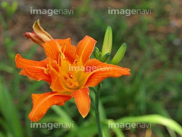 カンゾウの花 の画像素材 気象 天気 自然 風景の写真素材ならイメージナビ