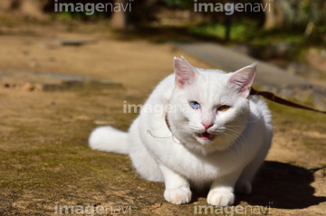 白猫 の画像素材 陸の動物 生き物の写真素材ならイメージナビ