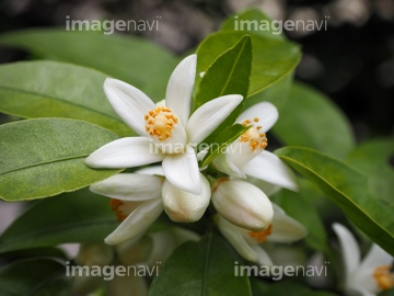 スダチの花 の画像素材 樹木 花 植物の写真素材ならイメージナビ