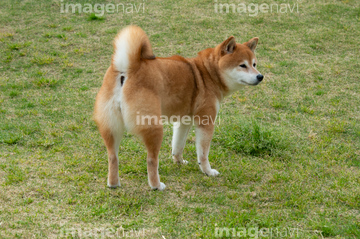 犬 おしり の画像素材 ペット 生き物の写真素材ならイメージナビ