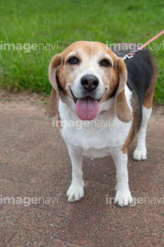 ビーグル イヌ かわいい の画像素材 陸の動物 生き物の写真素材ならイメージナビ