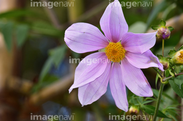 大きな花 の画像素材 花 植物の写真素材ならイメージナビ