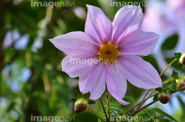 大きな花 の画像素材 花 植物の写真素材ならイメージナビ