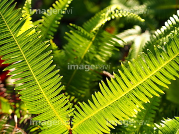 隠花植物 の画像素材 樹木 花 植物の写真素材ならイメージナビ