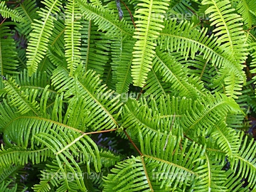 隠花植物 の画像素材 樹木 花 植物の写真素材ならイメージナビ