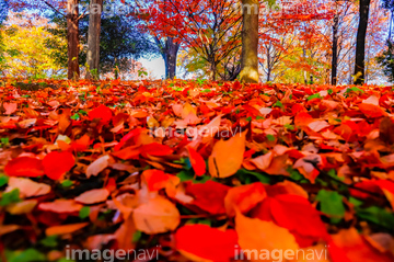 紅葉 の画像素材 葉 花 植物の写真素材ならイメージナビ