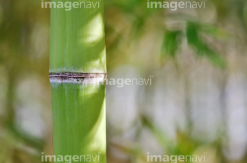 竹 の画像素材 和食 食べ物の写真素材ならイメージナビ