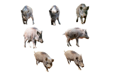 日本イノシシ の画像素材 家畜 生き物の写真素材ならイメージナビ