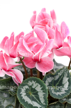 花 12月 シクラメン ロイヤリティフリー の画像素材 その他植物 花 植物の写真素材ならイメージナビ