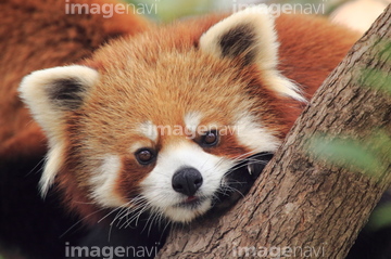 レッサーパンダ かわいい の画像素材 陸の動物 生き物の写真素材ならイメージナビ
