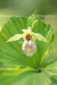 平家物語 の画像素材 その他植物 花 植物の写真素材ならイメージナビ