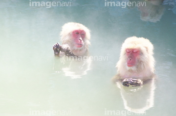 サル 哺乳類 の画像素材 陸の動物 生き物の写真素材ならイメージナビ