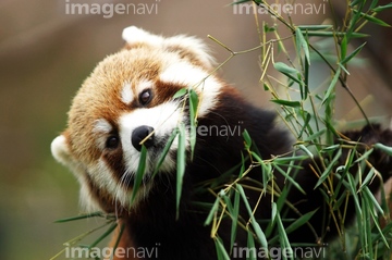 レッサーパンダ の画像素材 陸の動物 生き物の写真素材ならイメージナビ