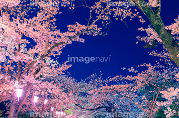 桜の木 の画像素材 樹木 花 植物の写真素材ならイメージナビ