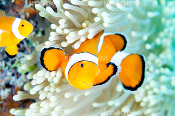 ニモ 鮮やか の画像素材 海の動物 生き物の写真素材ならイメージナビ
