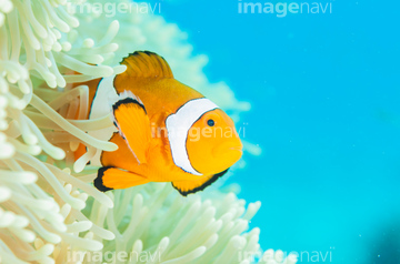 ニモ 南国 の画像素材 海の動物 生き物の写真素材ならイメージナビ