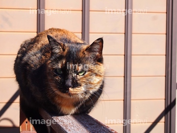 日本猫 の画像素材 陸の動物 生き物の写真素材ならイメージナビ