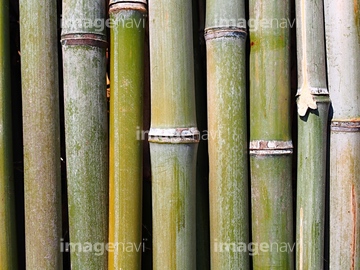 破竹 の画像素材 森林 自然 風景の写真素材ならイメージナビ