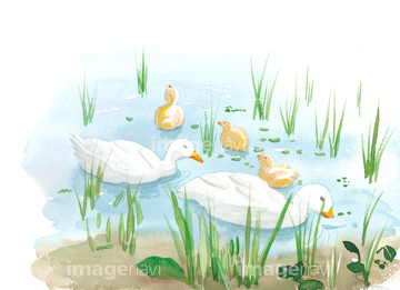 鳥 水彩 水鳥 イラスト の画像素材 テーマ イラスト Cgのイラスト素材ならイメージナビ