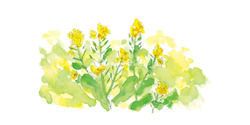 菜の花 緑色 イラスト の画像素材 季節 イベント イラスト Cgのイラスト素材ならイメージナビ