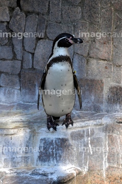 ペンギン イラスト フンボルトペンギン ロイヤリティフリー 写真 の画像素材 鳥類 生き物の写真素材ならイメージナビ