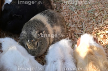 もふもふ の画像素材 陸の動物 生き物の写真素材ならイメージナビ