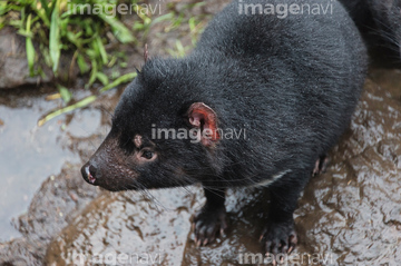 タスマニアデビル の画像素材 陸の動物 生き物の写真素材ならイメージナビ