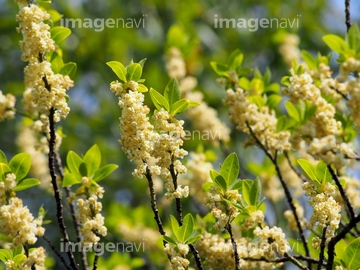 青文字の花 の画像素材 森林 自然 風景の写真素材ならイメージナビ