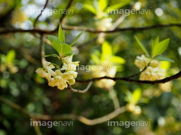 青文字の花 の画像素材 森林 自然 風景の写真素材ならイメージナビ