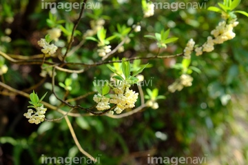 青文字の花 の画像素材 森林 自然 風景の写真素材ならイメージナビ