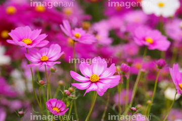 コスモス ピコティ の画像素材 花 植物の写真素材ならイメージナビ