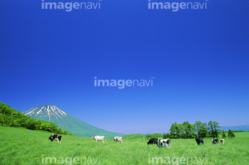 北海道 牛 北海道の公園 ロイヤリティフリー の画像素材 家畜 生き物の写真素材ならイメージナビ