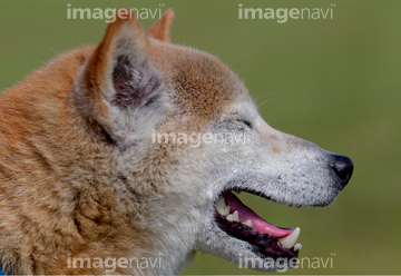 狼 横顔 の画像素材 生き物 イラスト Cgの写真素材ならイメージナビ