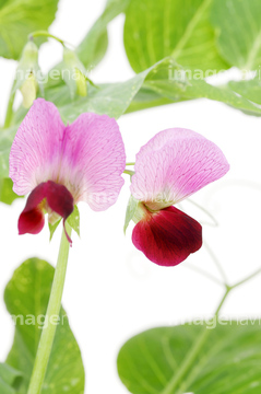 鞘えんどう の画像素材 穀物 食べ物の写真素材ならイメージナビ