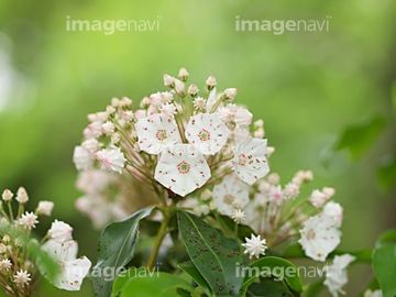 カルミア の画像素材 花 植物の写真素材ならイメージナビ