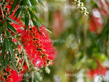 ボトルブラシ の画像素材 樹木 花 植物の写真素材ならイメージナビ