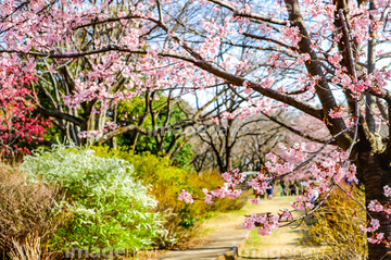 春風景 の画像素材 自然 風景 イラスト Cgの写真素材ならイメージナビ